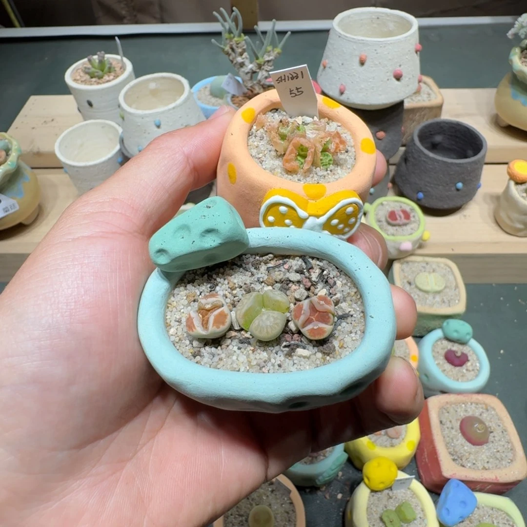 红陶黑***妮蘑菇1248花和花盆