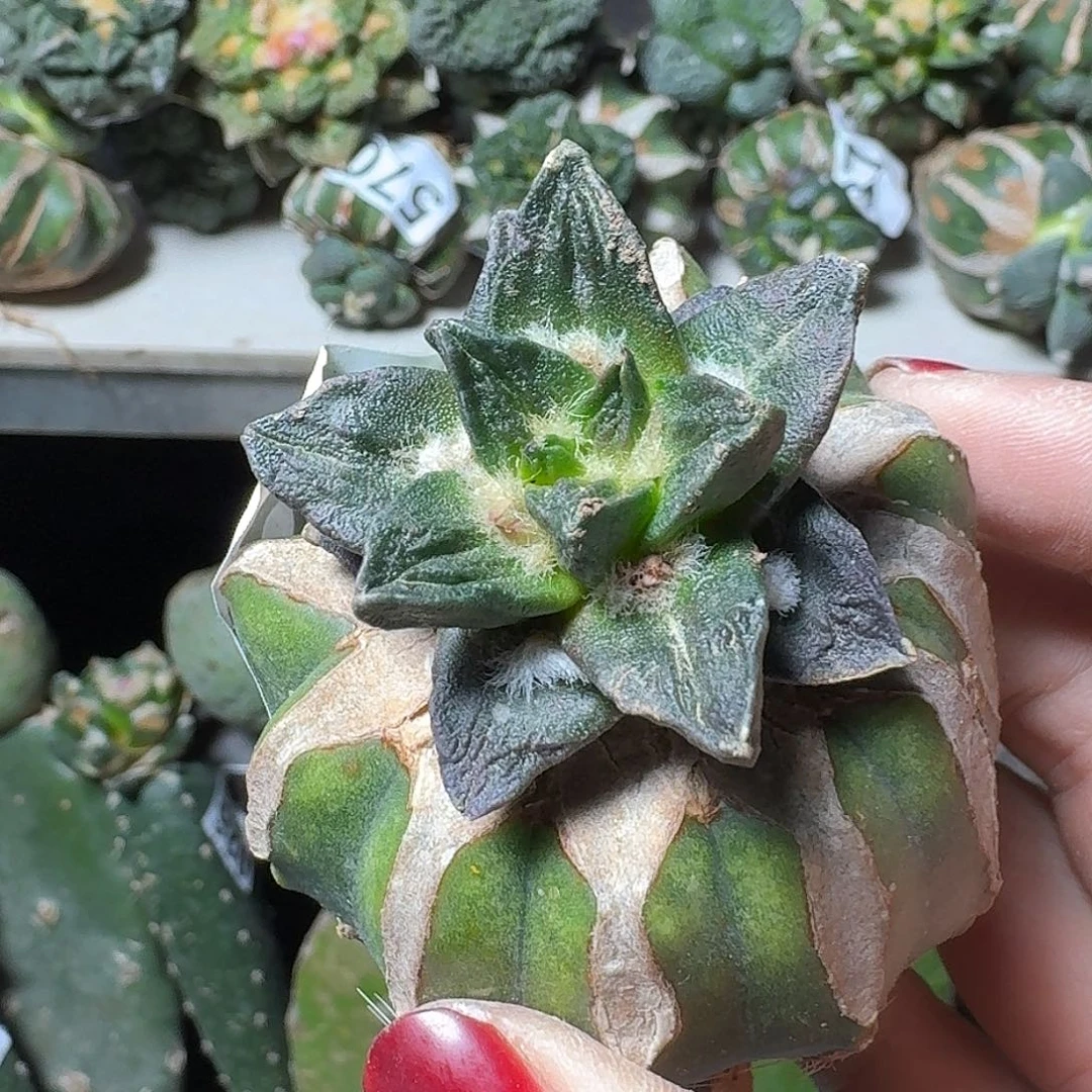 无花朵纯种龙角牡丹616