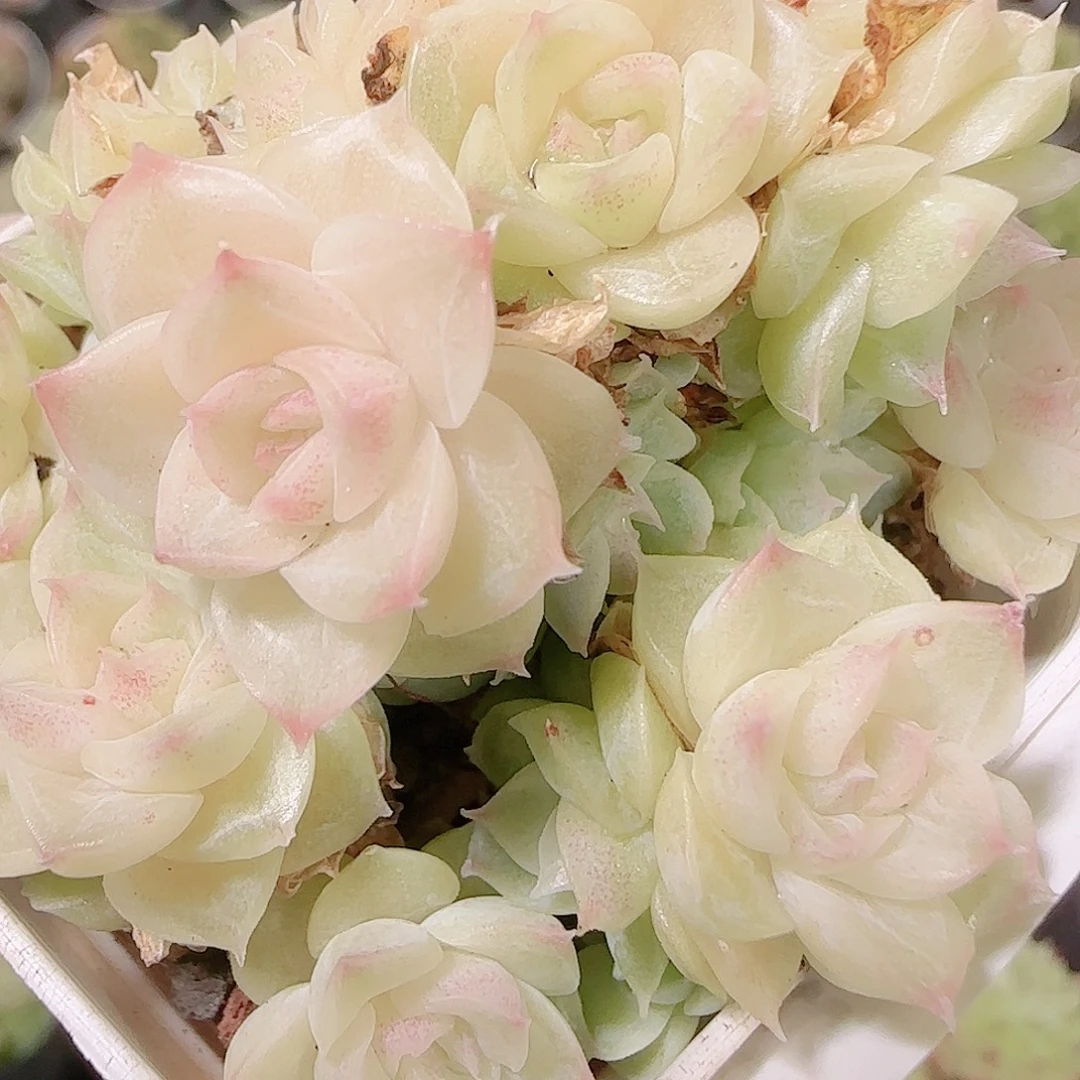 花语逸镜1122-263散