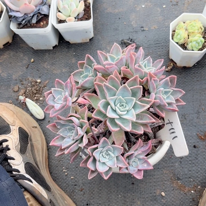 晨雨多肉一物一拍1 1 1