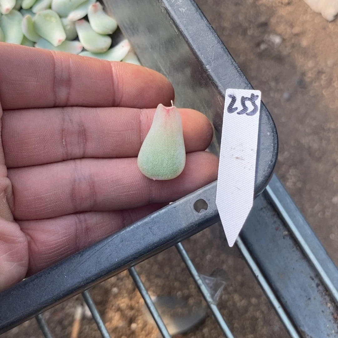 纯叶片甜心255一个