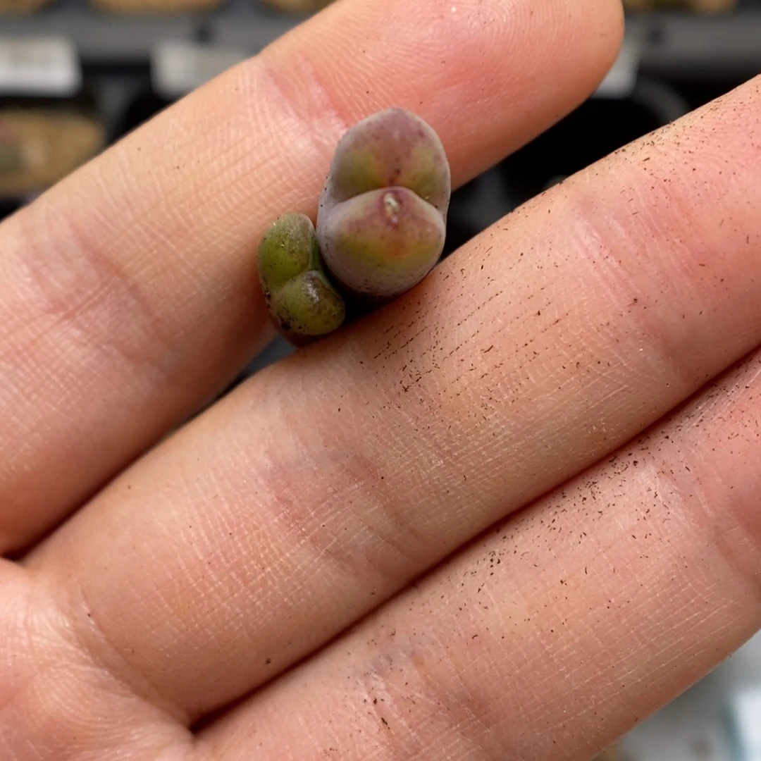 多肉植物肉锥杂交K-3645