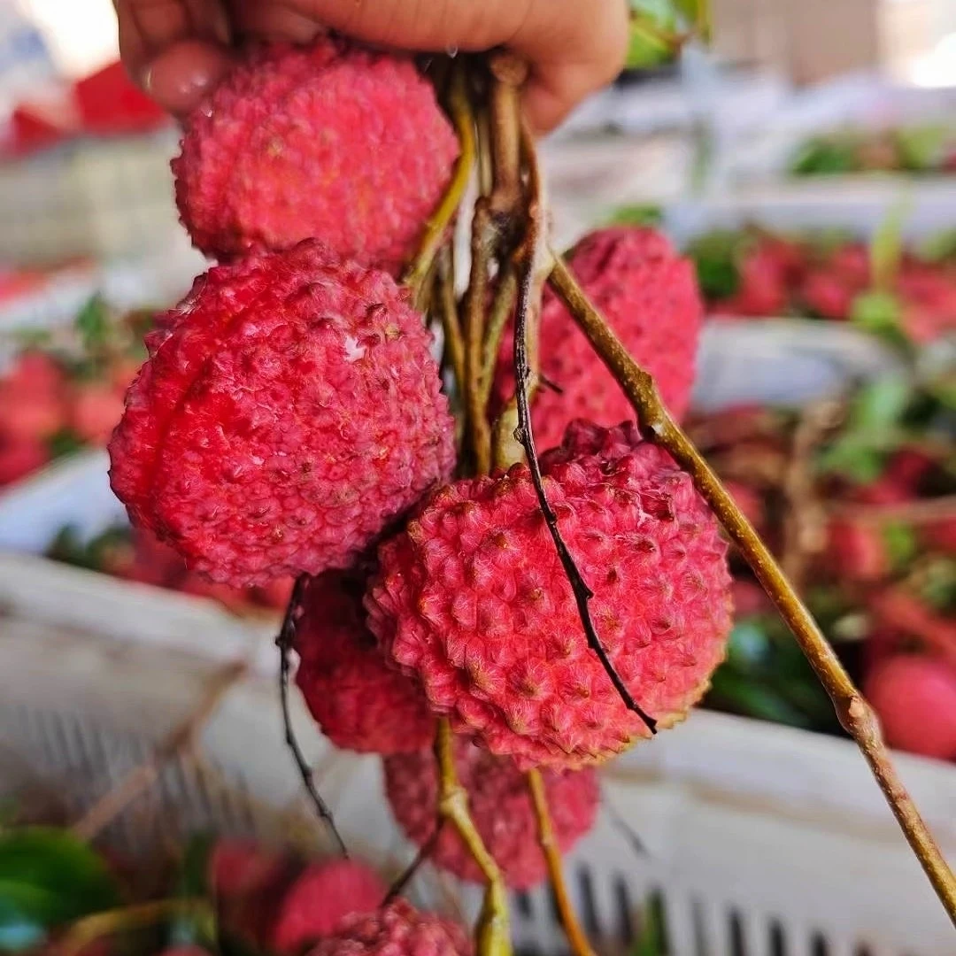 现货礼盒顺丰带箱5斤蜜丁香荔枝王新鲜水果现摘现发应季果王包邮