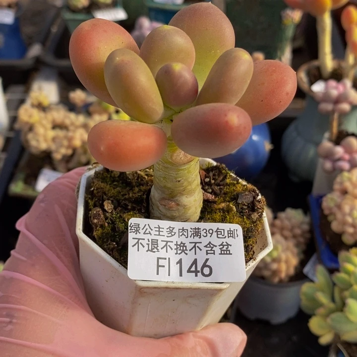 金蝉单头146多肉植物