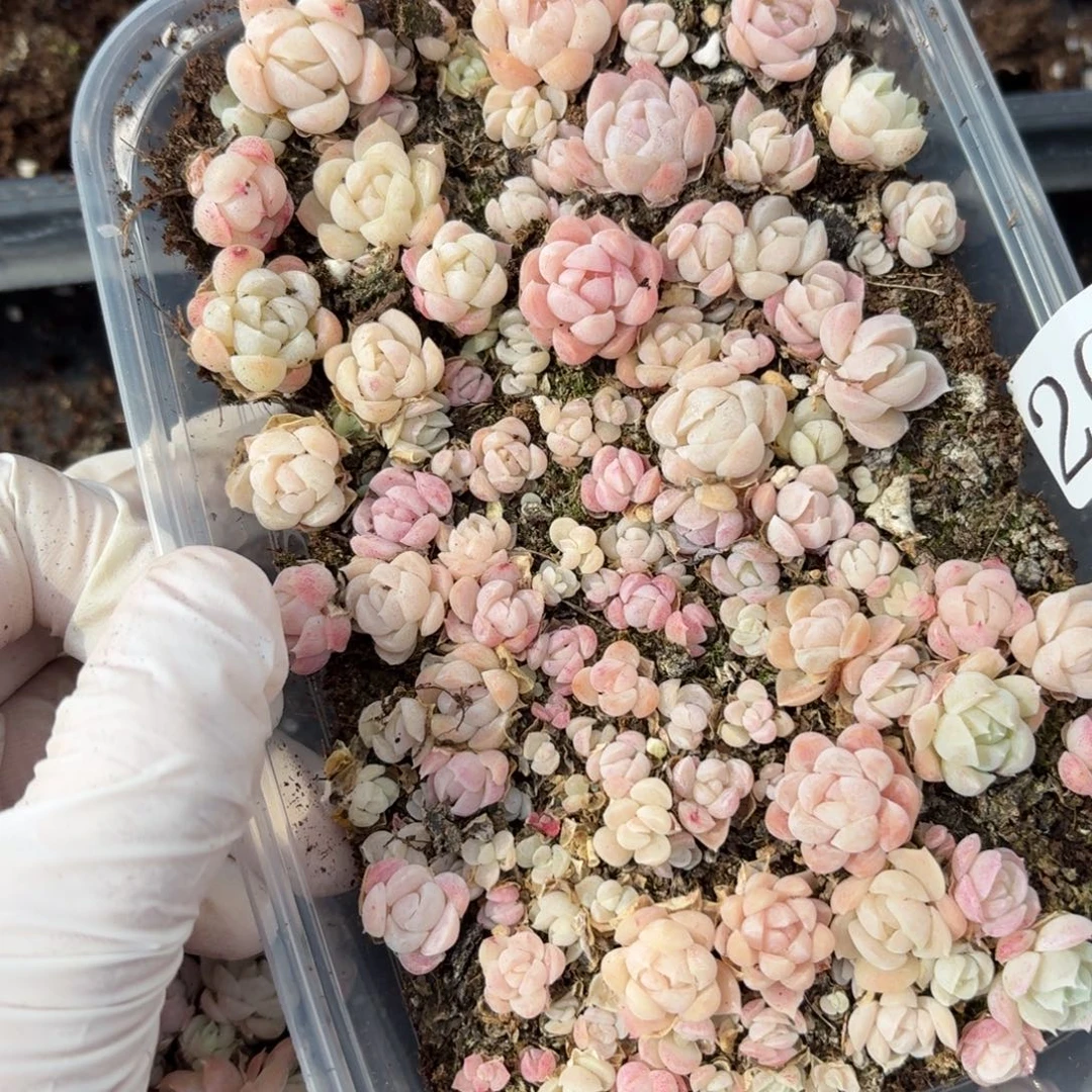 多肉植物多肉植物200