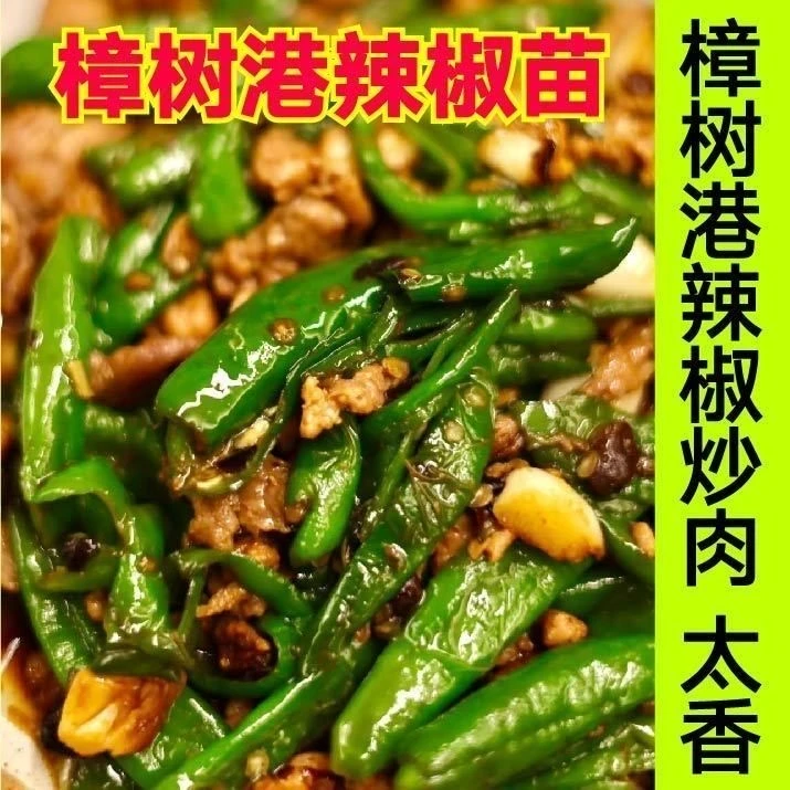 正品樟树港苗秧苗  薄皮香辣早熟高产薄皮尖椒苗盆栽特辣辣椒