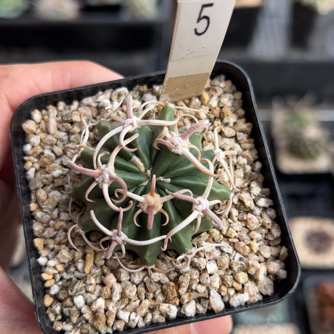 实生卷刺凌波 脱土发货