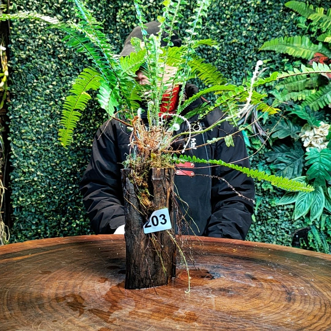 【闪购商品】老****于203蕨类