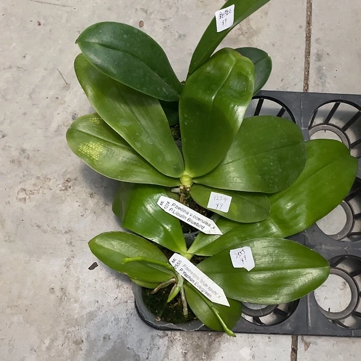 完全开放处理原生种2555➕1224➕金边蕾丝3颗不售后