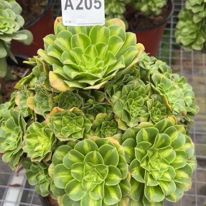 205翡翠琉璃22厘米左右
