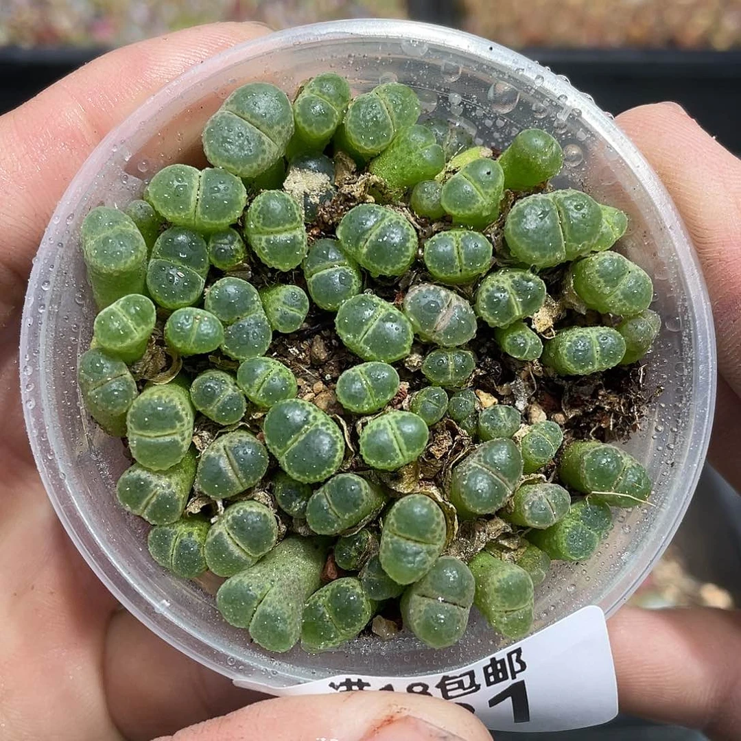 当天凑满十八元包邮691