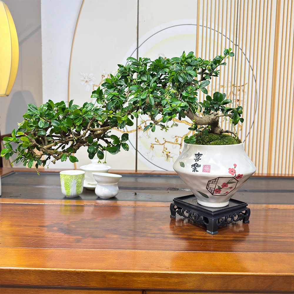 老桩飘枝福建茶室内客厅茶桌好养四季可开花绿植盆栽