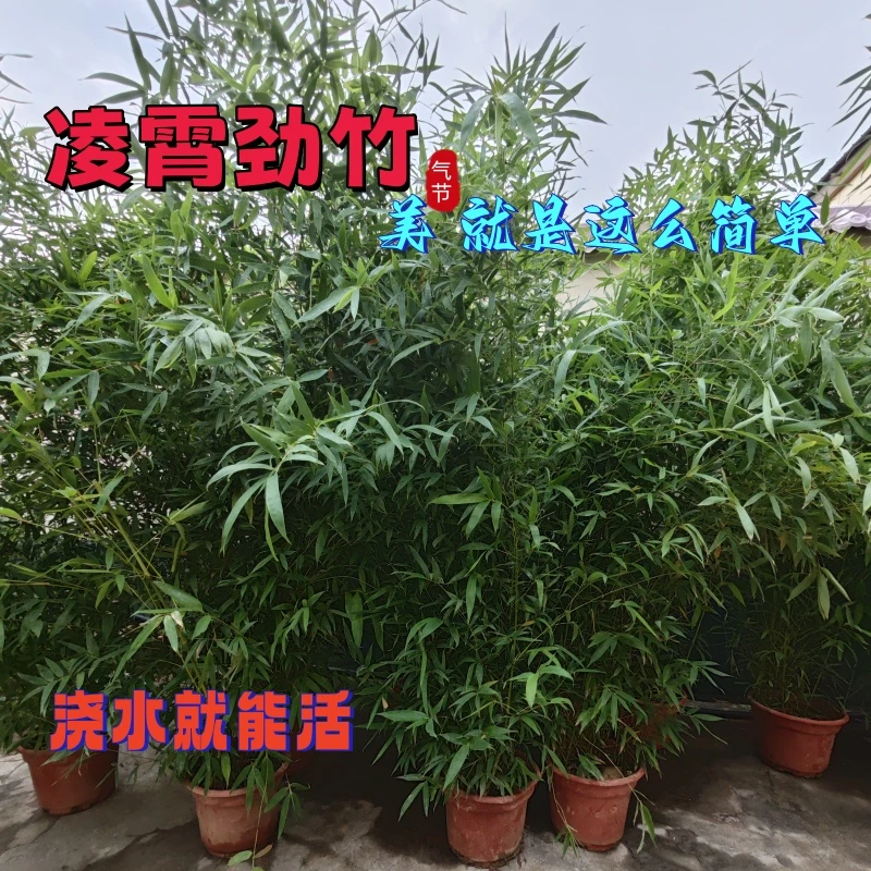 盆栽一物一拍绿竹