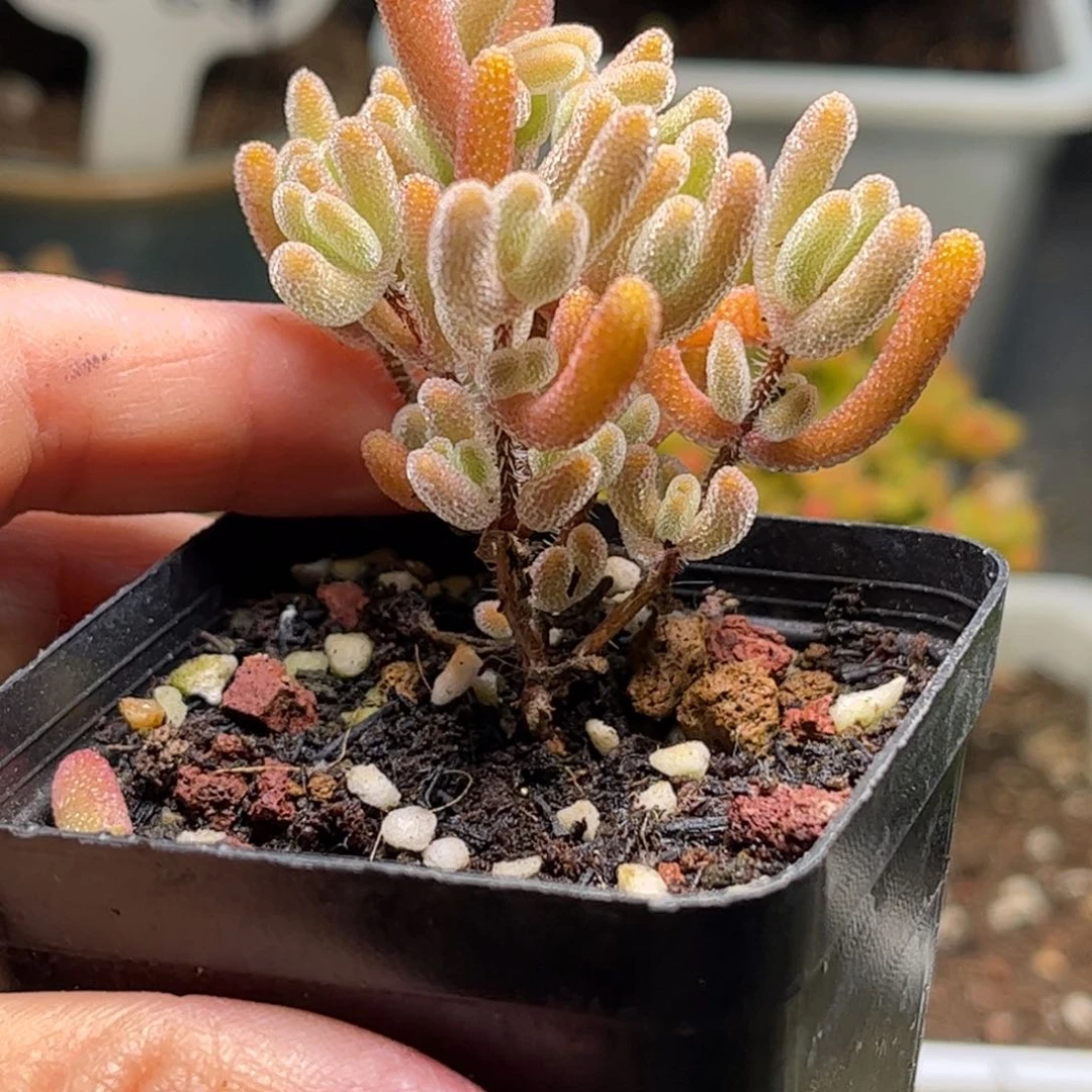 ?*宝实生橙叶优选枝干