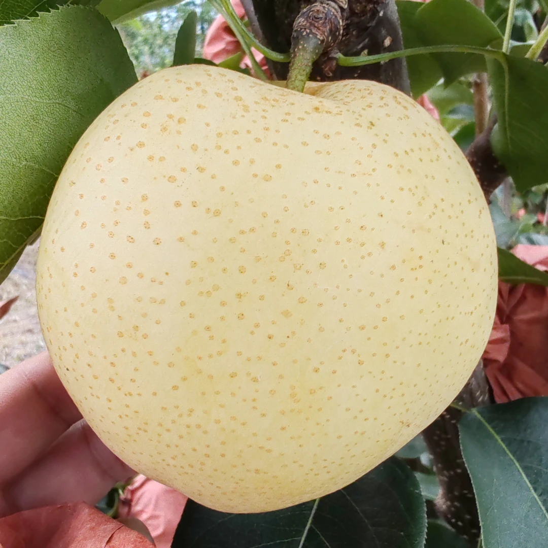 黄金梨万州分水茶坪村梨园应季新鲜水果细腻皮薄鲜甜