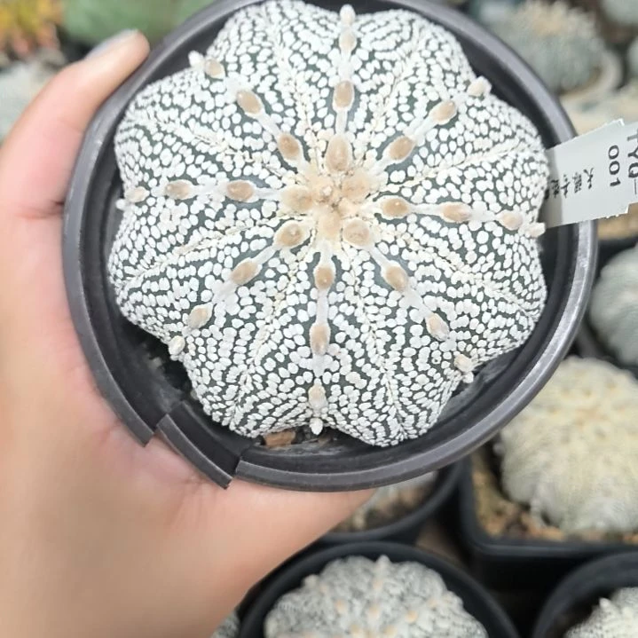 奇迹8.8一物一拍脱土发货