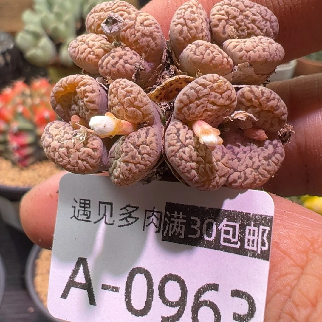 多肉植物1111111111