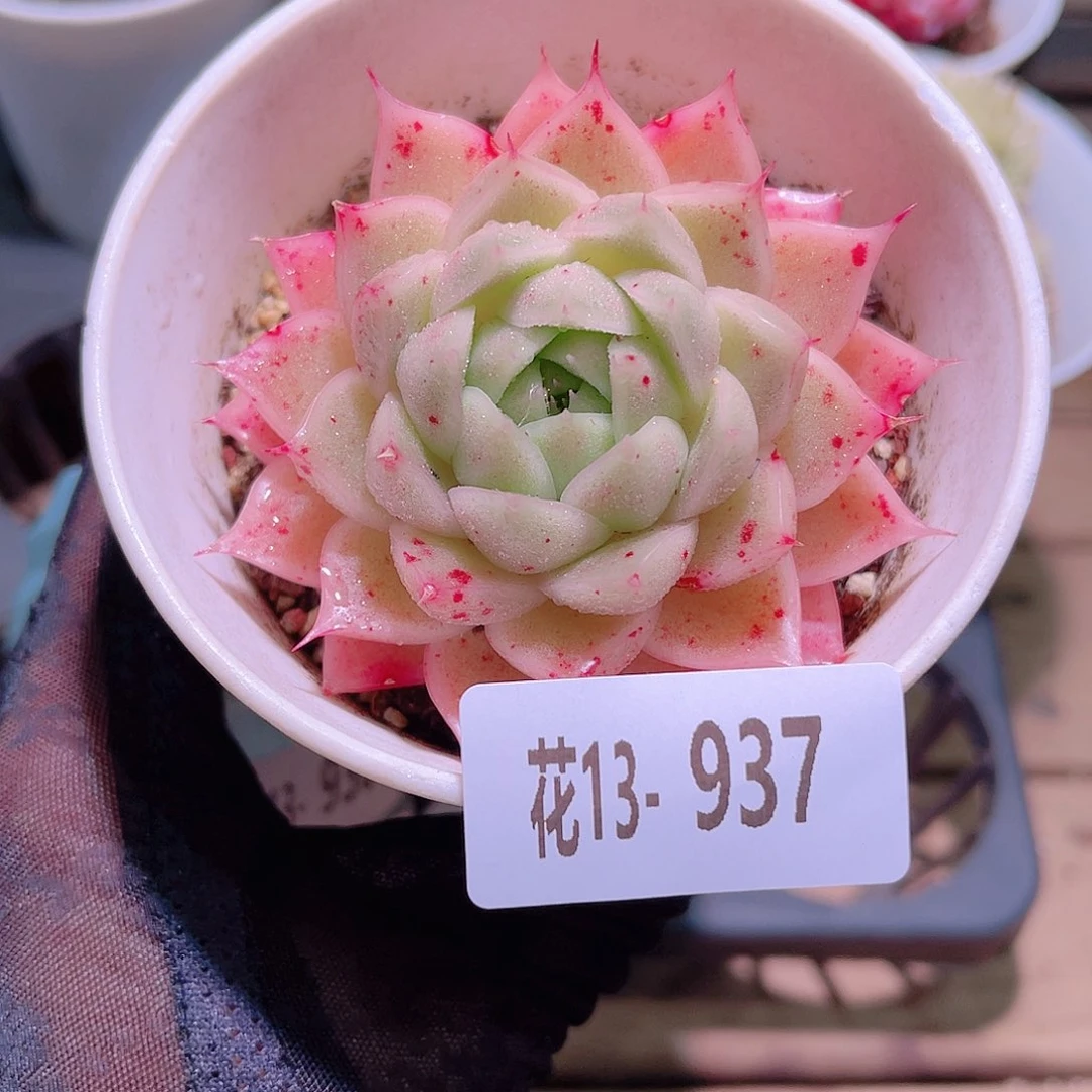 花利美13-937麦秆