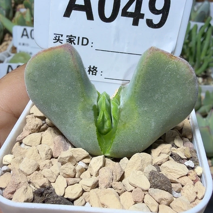 *****049。多肉植物的生长