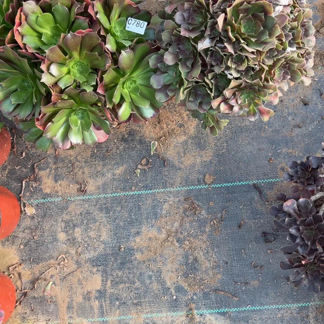 780两颗组合多肉植物法师多肉
