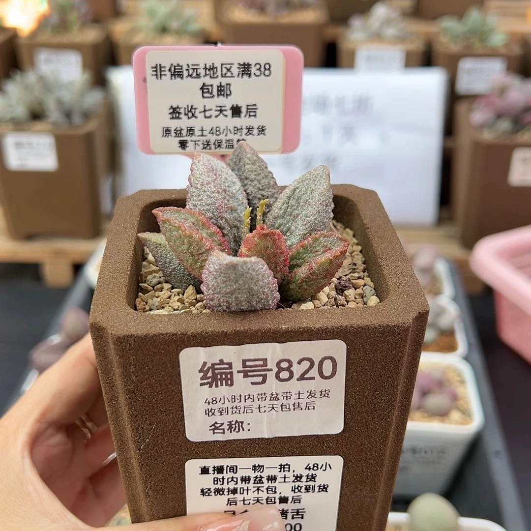 ?****果820猪舌多肉植物