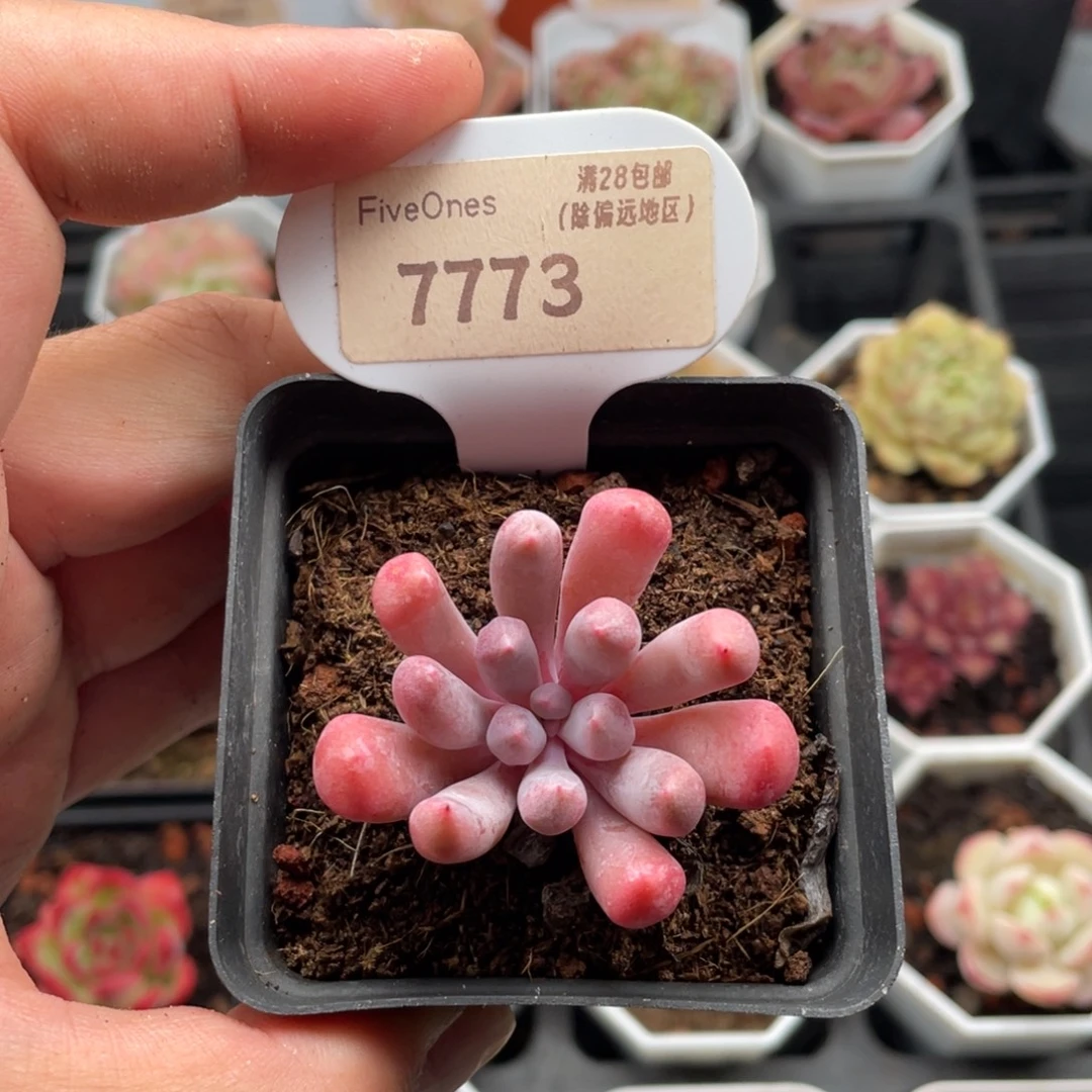 丘比特7773-4.5厘米