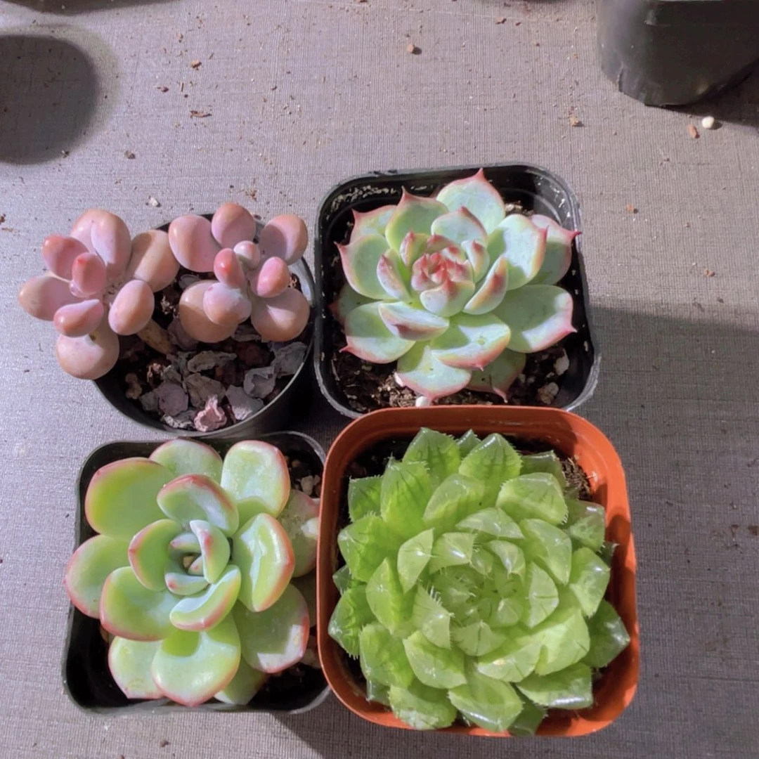 桃蛋 吉娃娃 泡芙 樱水晶