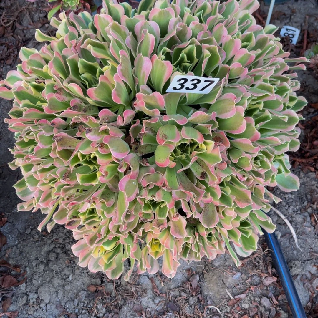 白凤法师14——7包邮