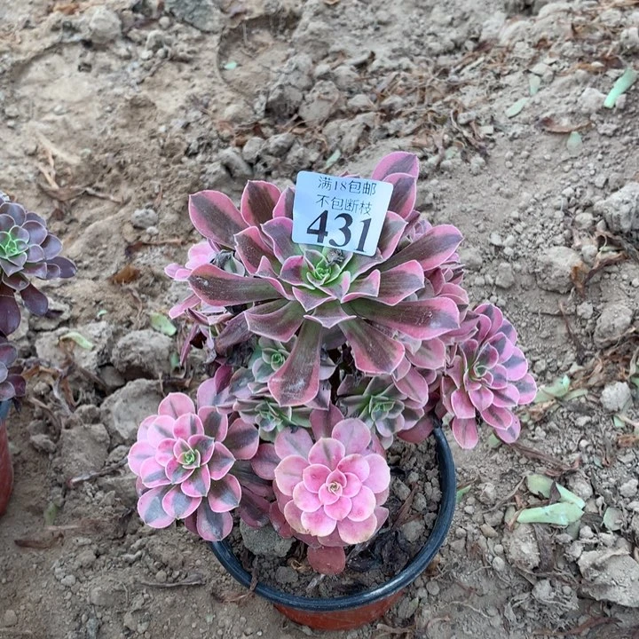 431美杜莎手捧4号