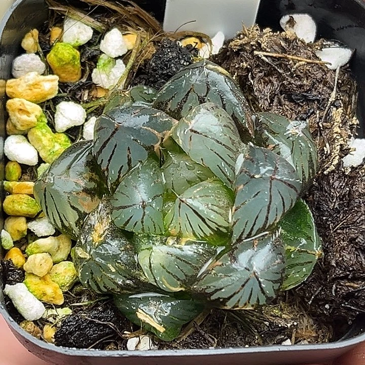 221OM玉露锦头家多肉十二卷