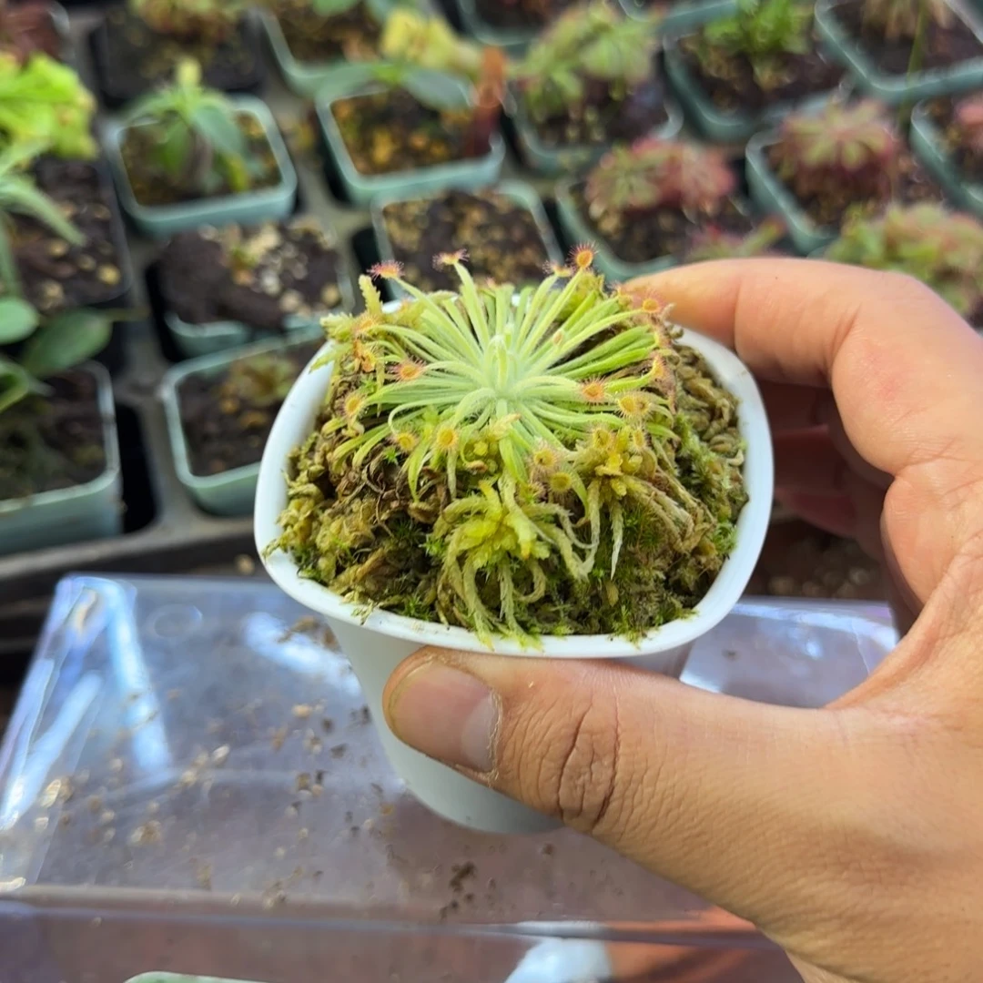 小***薯完全开放一物一拍茅膏菜