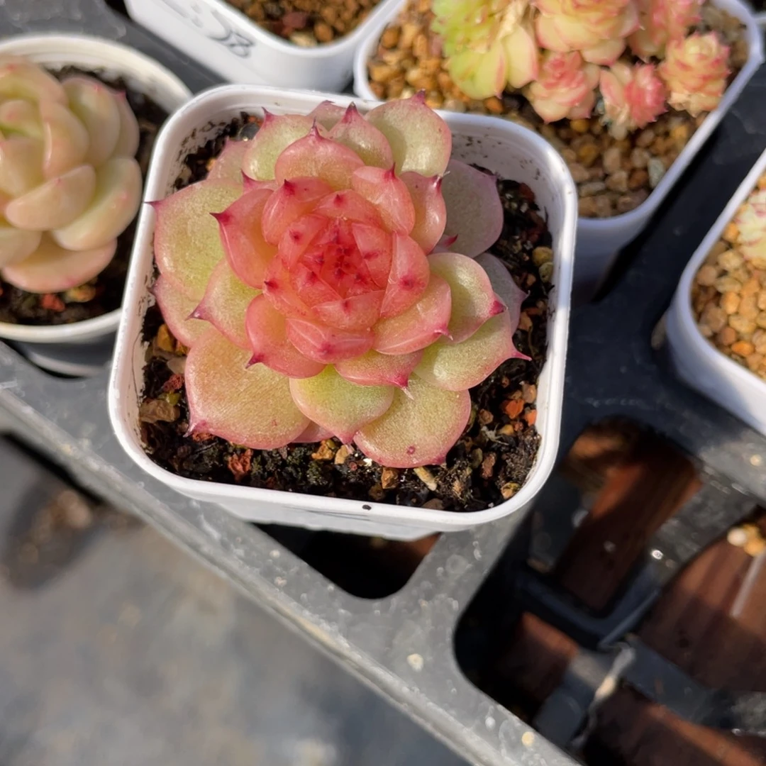 Z1306玉玲珑珍妮优选