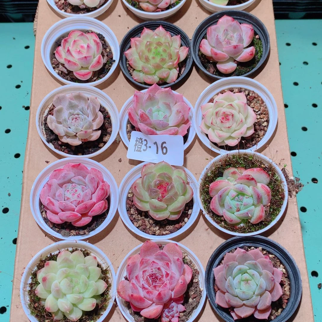 3-16一物一拍多肉带盆18颗