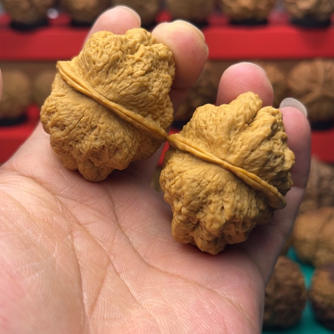核桃16号临沧古蟾王42尺