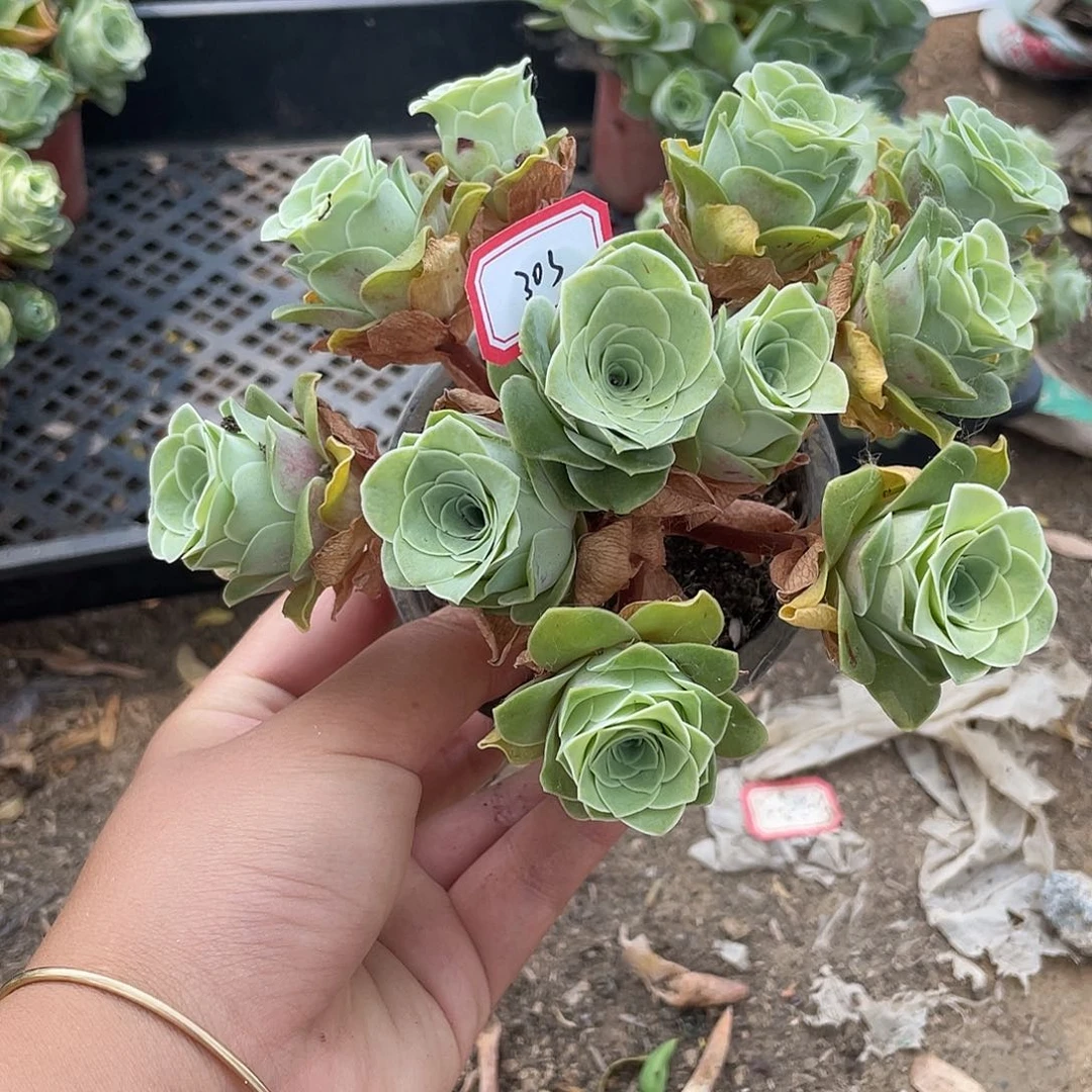 山地玫瑰多肉不售后 303