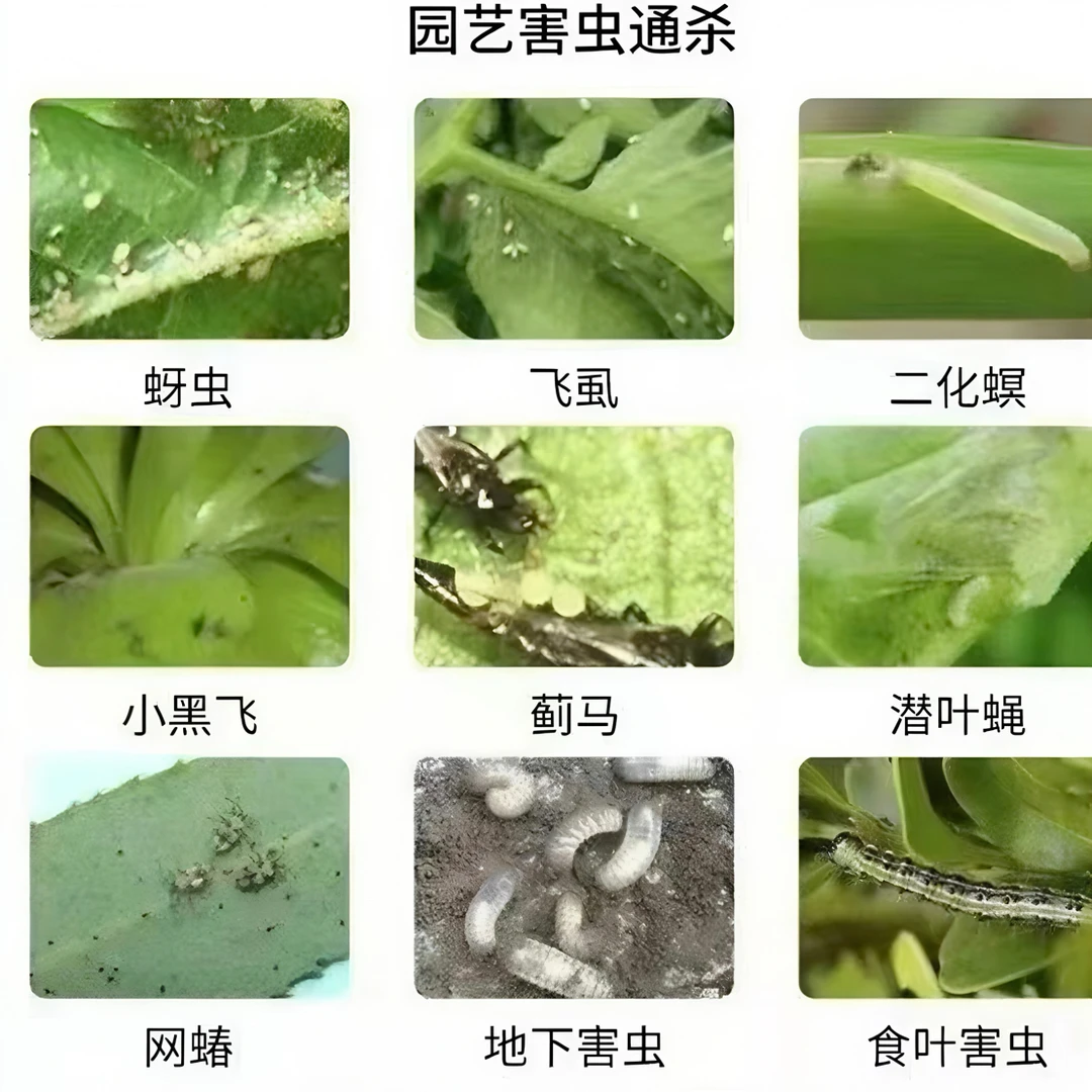 盆景防虫防虫防虫用