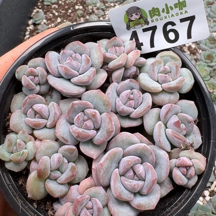 多肉植物多肉植物