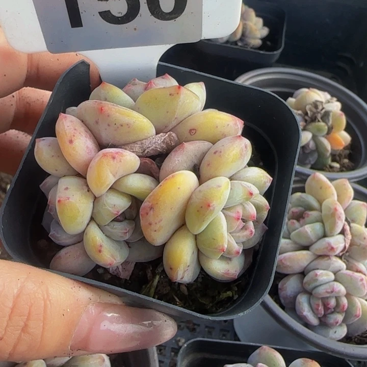 Y*.150号一物一拍多肉