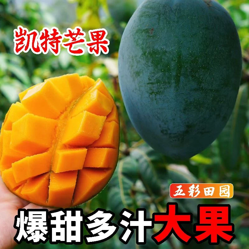 【现摘速发】正宗攀枝花凯特芒香甜多汁现摘新鲜应季水果甜心芒X