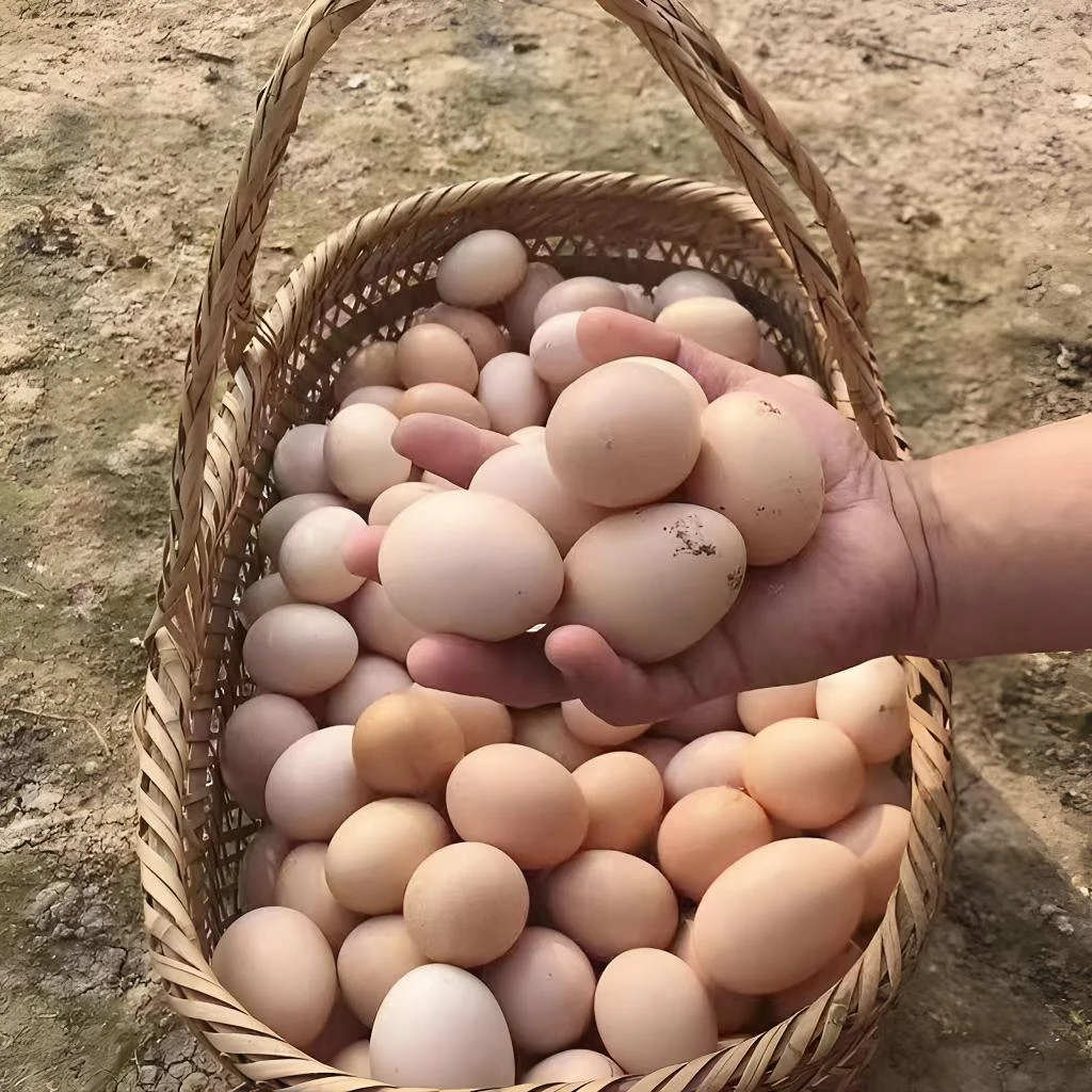 新鲜散养土鸡蛋新鲜土鸡蛋50枚农户散养现捡现发农家散养正宗
