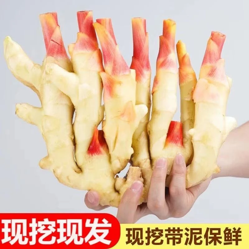 新鲜现挖红芽嫩姜农家大仔姜可腌制泡菜糖醋泡姜