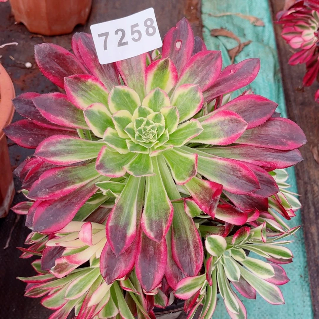 天河多肉发货发货