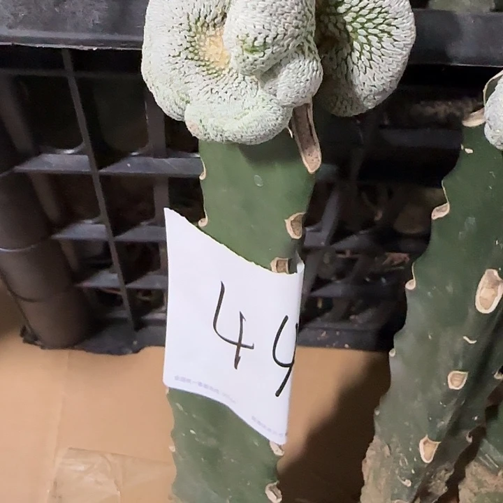 弗***德无花朵嫁接精巧殿缀44