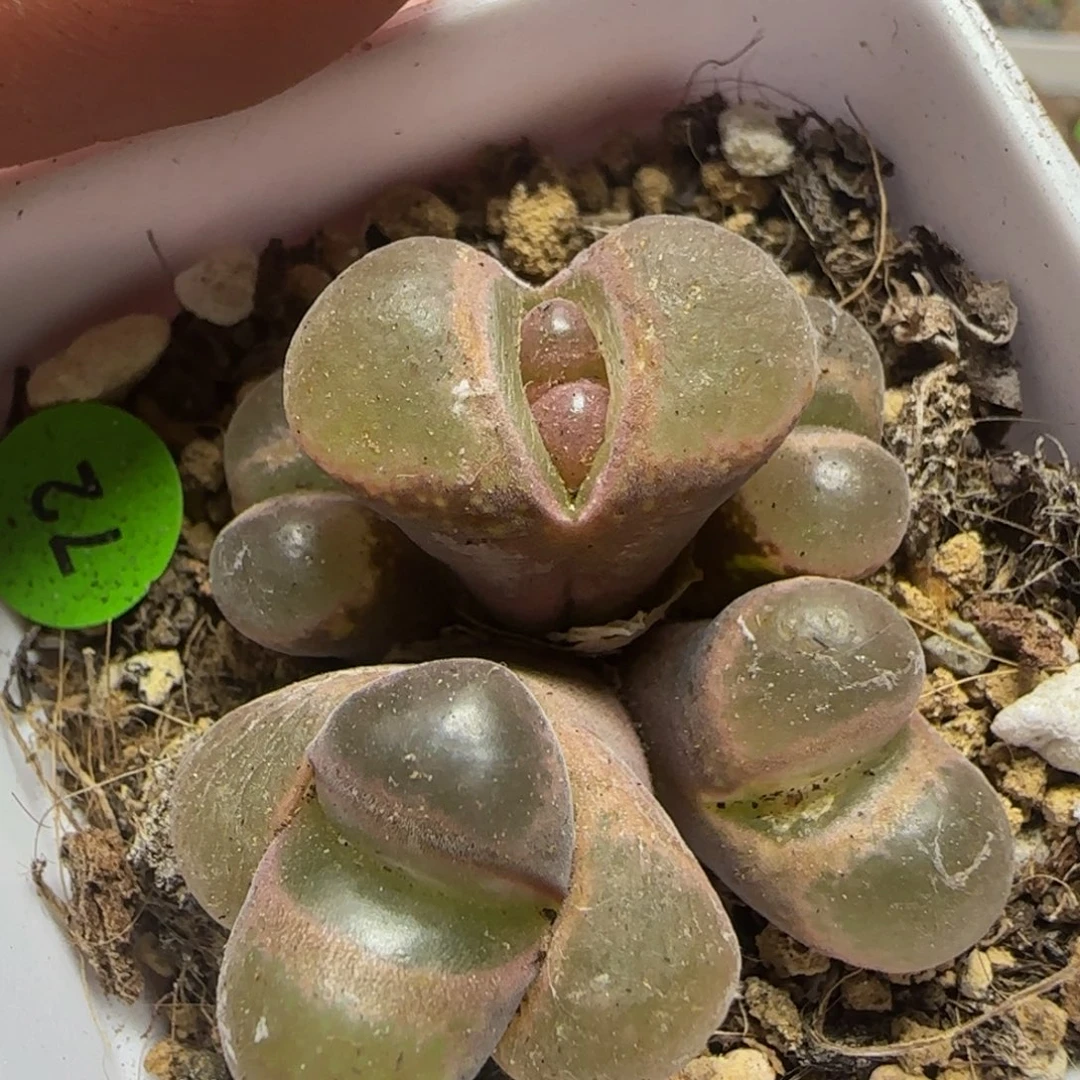 五头漂亮多肉植物72