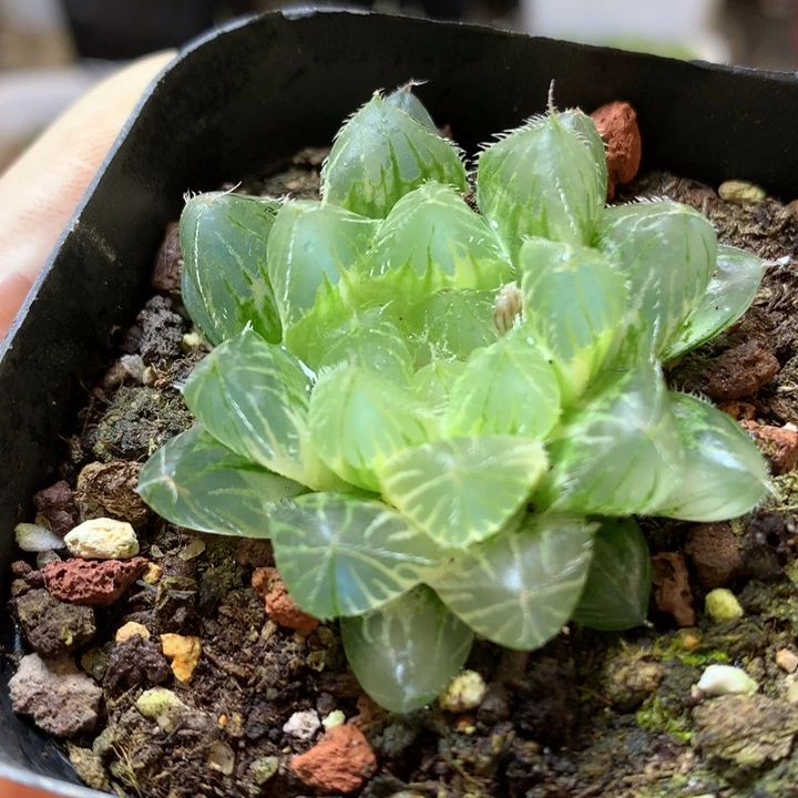 冰魄玉露锦带盆土发货