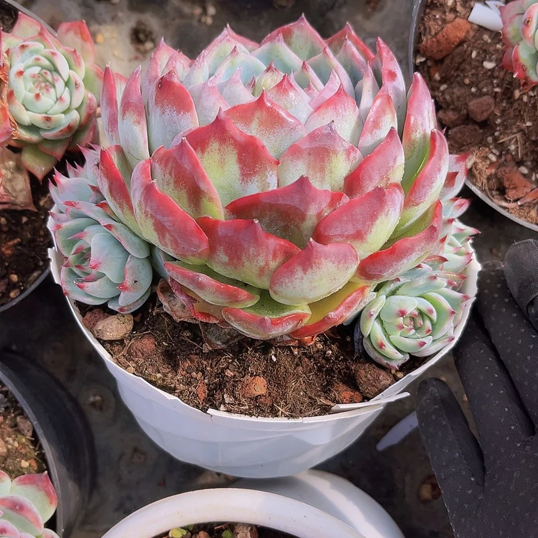 b***~惊鸿娃娃9999999oooob