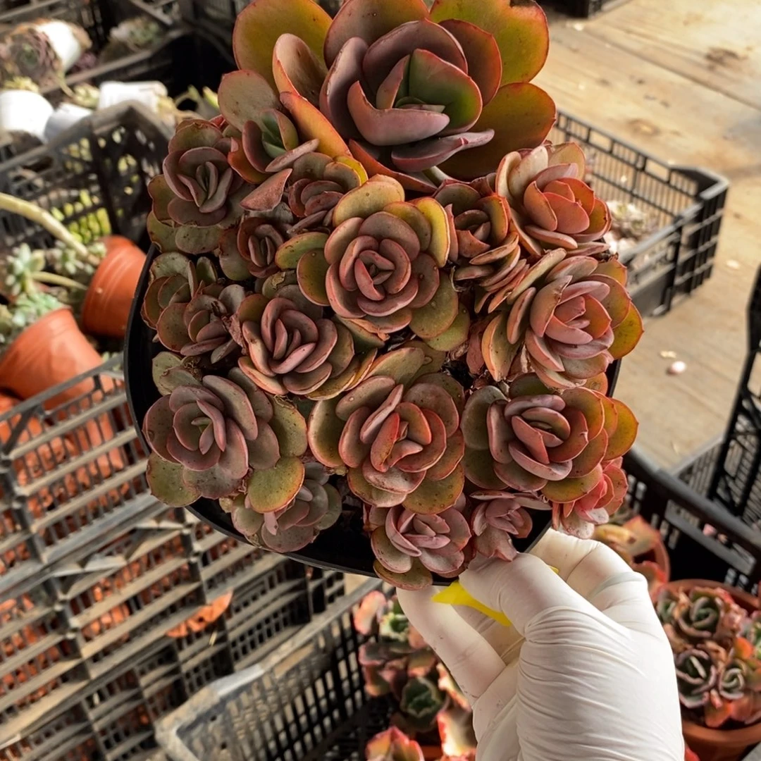 249小叶秀妍一物一拍