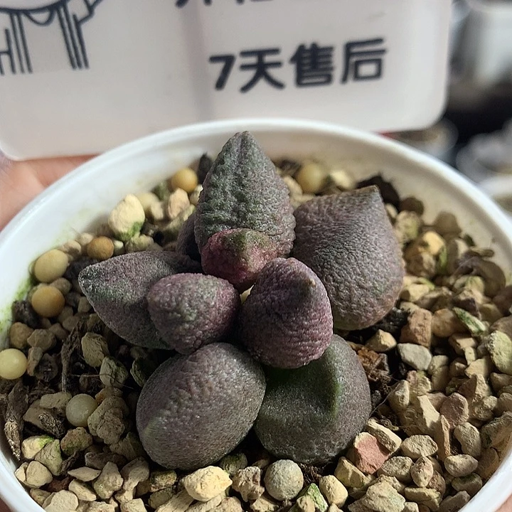 【A7075】精品实生专拍