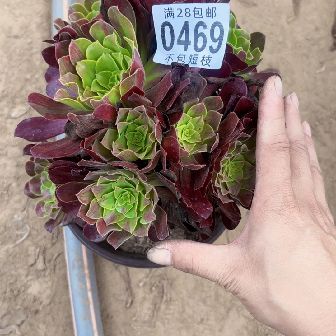 欧若拉多肉植物0469