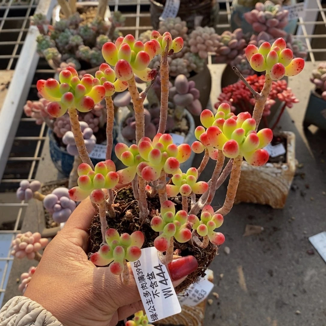 雨**路乙女心444/10cm散